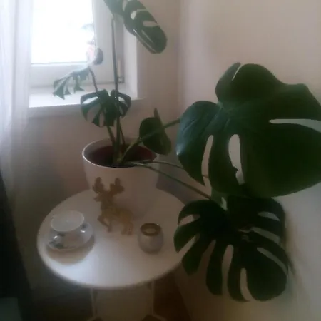 Apartment Ivana Center Novi Sad