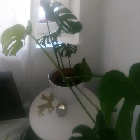 شقة Ivana Center *