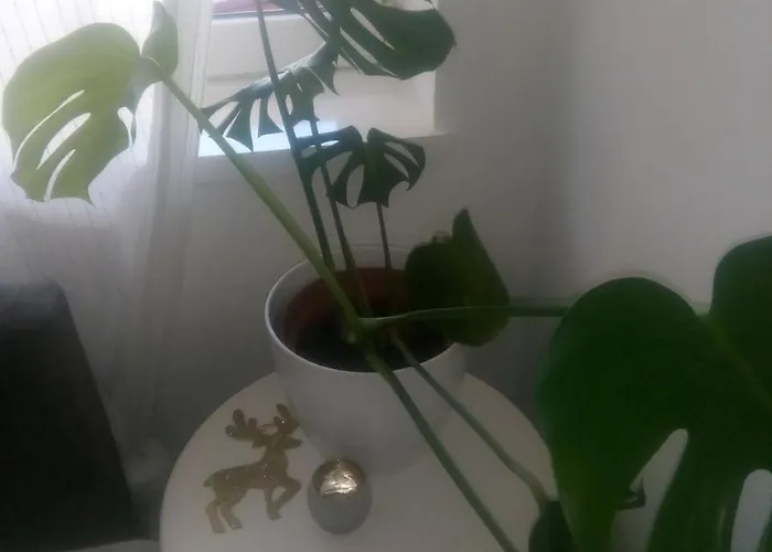 Apartamento Ivana Center *